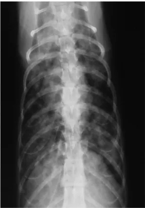 Figure 5 Thoracic radiography, ventrodorsal view: diffuse, multiple, poorly defined nodules with blurred margins in the lungs of a cat with systemic cryptococcosis