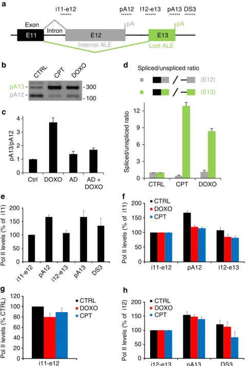Figure 4 | TOP inhibitors affect ALE isoform expression at the level of pre-mRNA maturation
