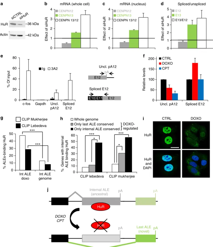 Figure 5 | Internal ALE repression by TOP inhibitors is mediated by HuR dissociation from pre-mRNA