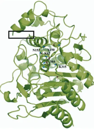 Figure 3 shows the 3D structure of the psychrophilic TAE4 enzyme. The molecular architecture follows the pattern of the known class C b-lactamases structures, with an all-a domain and an a ⁄ b domain with the active site Ser64 located in a depression betwe