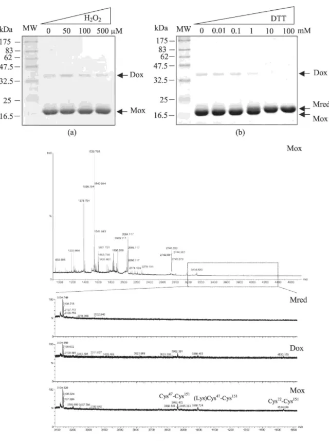 Figure 2.  SDS-PAGE analysis of PRDX5 under (a) oxidizing or (b) reducing conditions, (c) Analysis by mass spectrometry  of tryptic peptides of reduced and oxidized PRDX5 forms examined in (a) and (b)