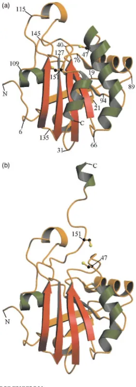 Figure 3. (a) and (b) Ribbon diagrams showing the overall organization of the new structure of PRDX5, colored  as for Figure 1(a)