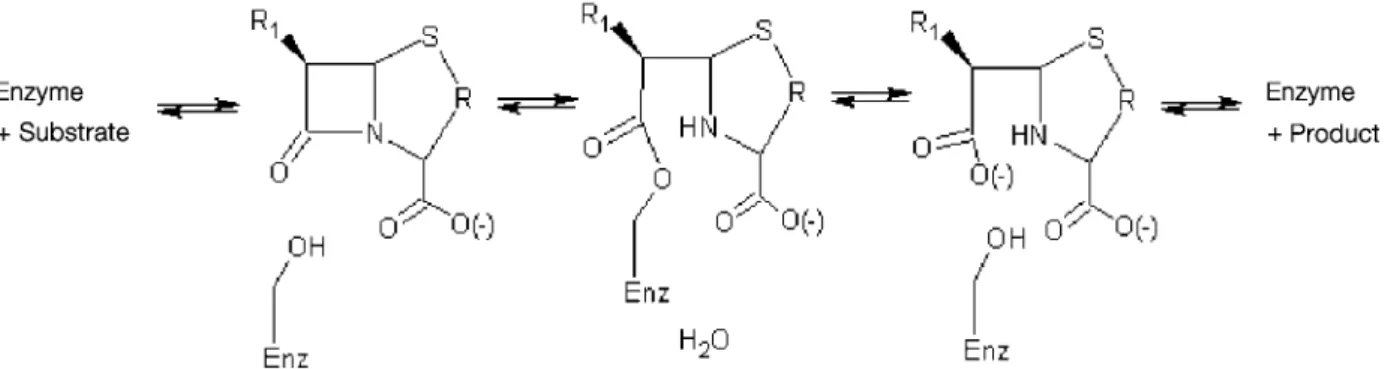 Figure 1. Four-step process for the hydrolysis of substrates by class C  b -lactamases (Enz = enzyme).