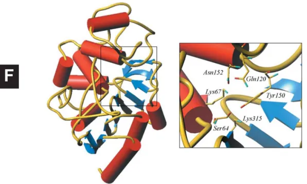 Figure 2. Overall structure of the E. cloacae 908R class C  b -lactamase, with a closer view of the active site showing the active Ser64 and residues Lys67, Gln120, Asn152, Tyr150 and Lys315.