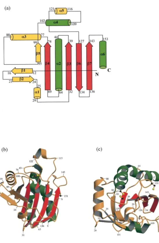 Figure 1. Overall view of the structure of PRDX5. (a) Topological diagram showing the arrangement of the  secondary structural elements in PRDX5