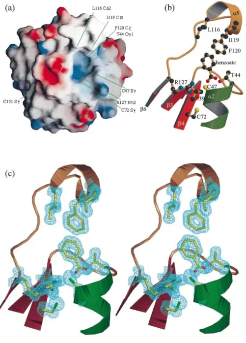 Figure 3. View of the surrounding of the active-site pocket. (a) Molecular surface coloured according to the  local electrostatic potential, ranging from blue (the most positive region) to red (the most negative)