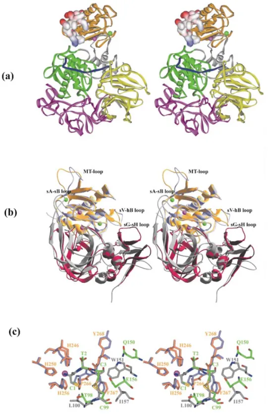 Figure 3. (a) Model of the encounter complex between cdMT3-MMP and proMMP-2. MT3-MMP is shown as orange ribbon with the MT- MT-loop in surface representation and the zinc and calcium ions in pink and green, respectively