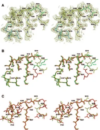 TABLE 2. Second-order rate constants of MFO, Toho-1, and TEM-1 against various antibiotics