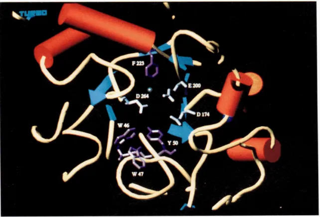 Fig. 2.  The  active  site  cleft of A.  haloplunctis a-amylase is situated  at  the  carboxyl  end  of the  (/3/a)g barrel