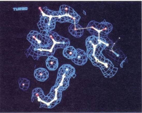 Fig. 4.  The  CI-  ion which  is found close to the active  site  is shown here as  a green  sphere