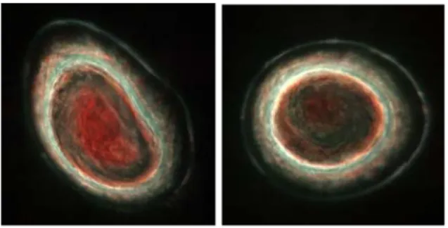 Figure 1: Average northern (left) and southern (right)  auroral false-color maps observed by Juno-UVS