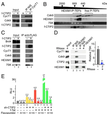 Fig. 1. CTIP2 is associated with the inactive P-TEFb complex. (A) HEK293T cells expressing FLAG-CTIP2 were lysed and immunoprecipitated with  anti-CyclinT1 antibody or with nonimmune serum IgG (NIS)
