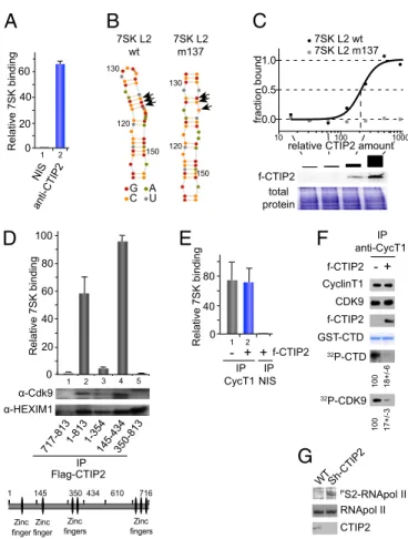 Fig. 2. Associated with the 7SK snRNA, CTIP2 inhibits Cdk9-mediated phos- phos-phorylation