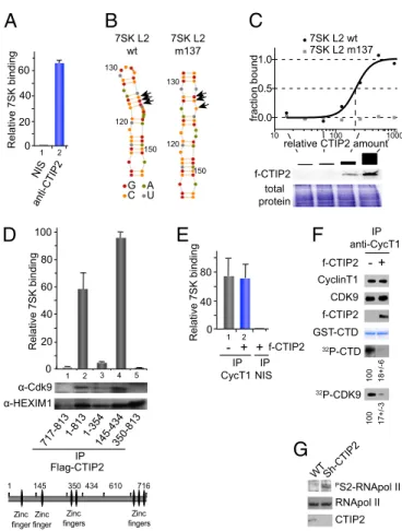 Fig. 2. Associated with the 7SK snRNA, CTIP2 inhibits Cdk9-mediated phos- phos-phorylation