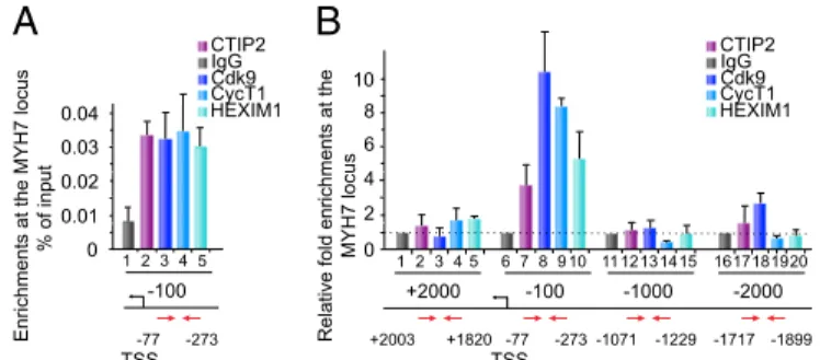 Fig. 6. CTIP2 binds to the MYH7 gene promoter region. (A) Cells were sub- sub-jected to chromatin immumoprecipitation experiments with the indicated antibodies