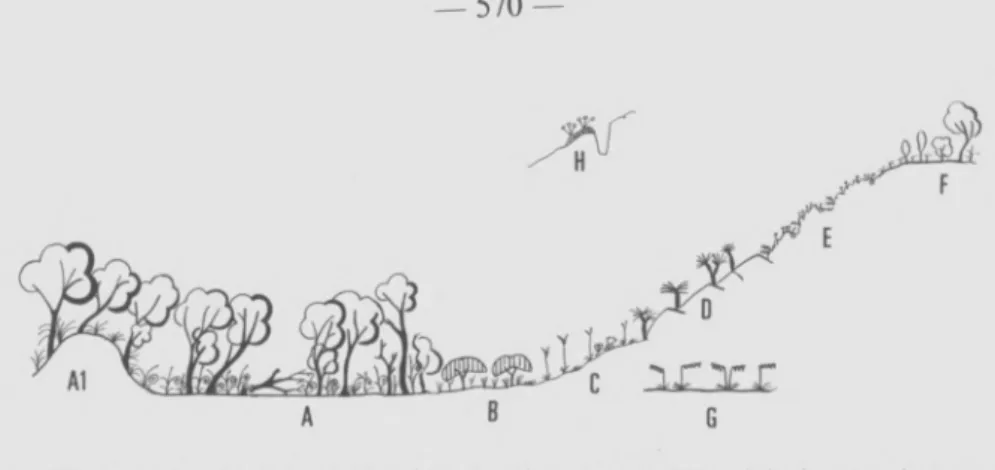 Fig.  4 .  —  Représentation  schématique  des  divers  aspects  de  la  végétation  des  gisements  cuprifères  du  Shaba  (A   :  forêt  claire  ;  A l  :  haute  termitière  ;  B :  ceinture  de  savane  arbustive  à  Uapaca robynsii  ;  C :  savane  st
