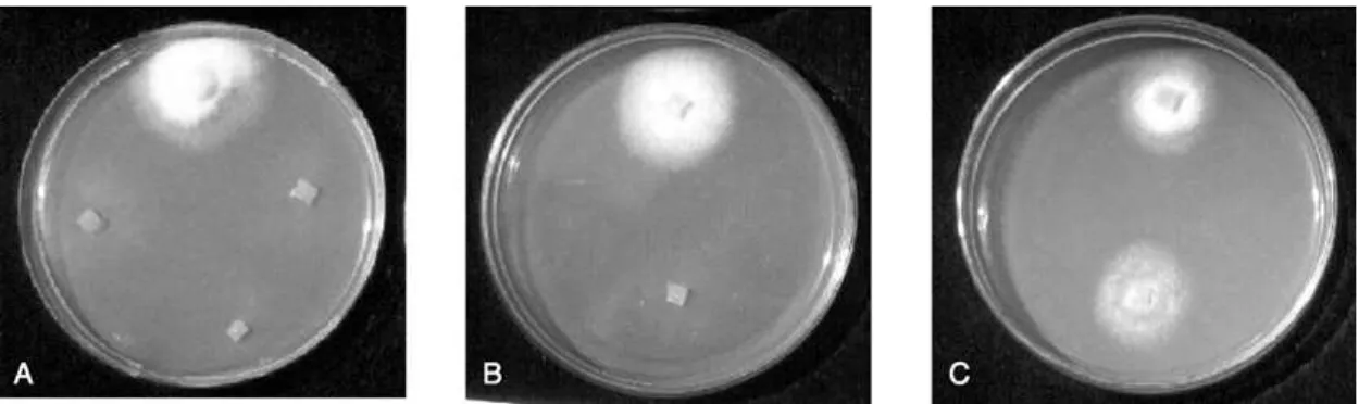 Figure 2. Plate A shows wild-type growth of parental strain (top block), and thin growths of mutants NitM (right block), nit1 (bottom block) and nit3 (left block) of isolate TK03 on nitrate minimal medium; plate B shows wild-type growth of nit1 (top block)