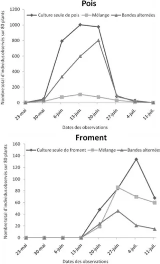Figure 3: Evolution des  populations de pucerons observées sur les plantes  de blé et de pois entre le 23 mai et le 11 juillet 2012