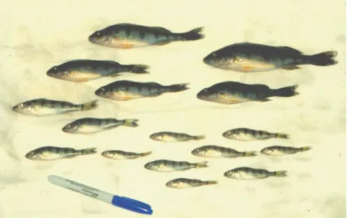 Fig. 9.5  Typical size distribution of yellow perch after 6 weeks of in-pond habituation