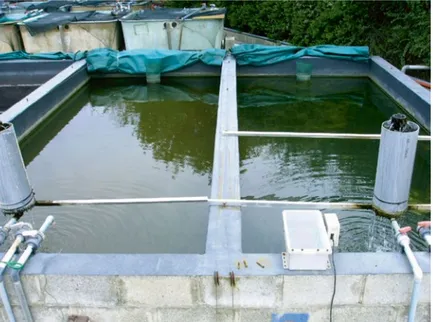 Fig. 9.6  Mesocosms used for the semi-intensive (green water) rearing of Eurasian perch larvae,  after fertilization with chicken manure
