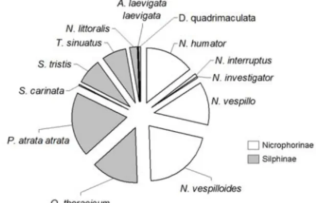 Figure 1: Abondance relative des espèces de Silphidae  dans les captures des étudiants de Gembloux Agro-Bio  Tech sur la période 2001-2010