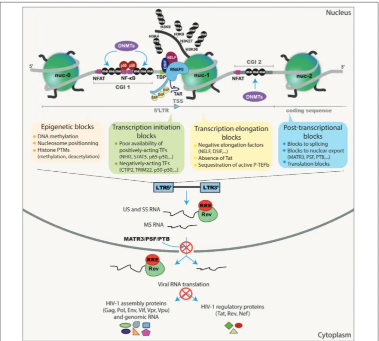 FIGURE 1 | Schematic representation of the different transcriptional and post-transcriptional blocks involved in HIV-1 latency