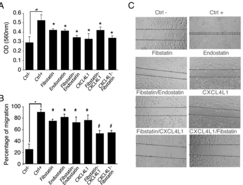 Fig. 2. Effect of endostatin, ﬁbstatin, and CXCL4L1 alone or combined on endothelial cell proliferation and migration