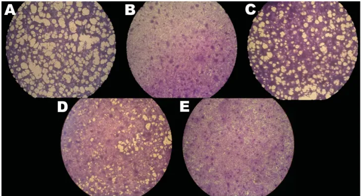 Figure 4. Effects of temperature on cyprinid herpesvirus 3 replication in Cyprinus carpio carp brain cells