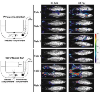 Figure 5. Skin of carp as a portal of entry for cyprinid herpesvirus  3. A schematic representation of the system used to restrict viral  inoculation to the fi sh skin is shown on the left