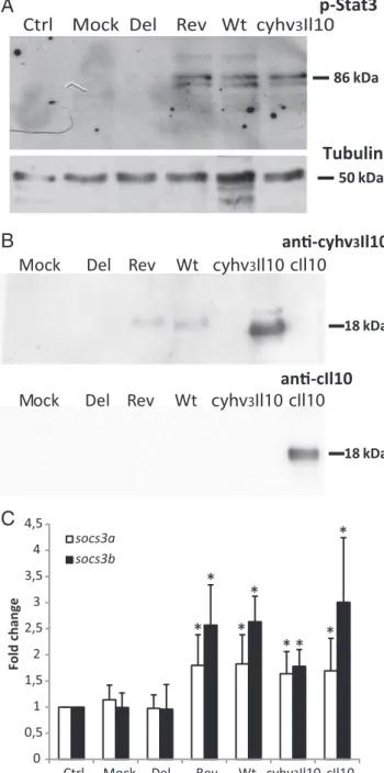 FIGURE 1. cyhv3Il10 signals via a conserved pathway. ( A ) Western blot analysis of Stat3 phosphorylation (86 kDa)