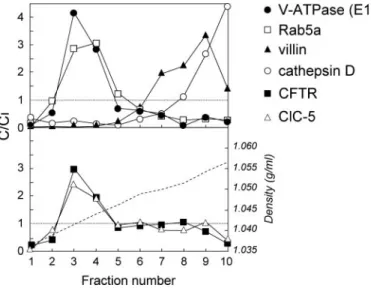 Figure 7 shows that, when normalized to the appropriate controls, there was a major, 30-fold increase in the transferrinuria, as well as a significant, two-fold increase in the urinary excretion of albumin, CC16, and ␤ 2 -microglobulin in patients with CF,