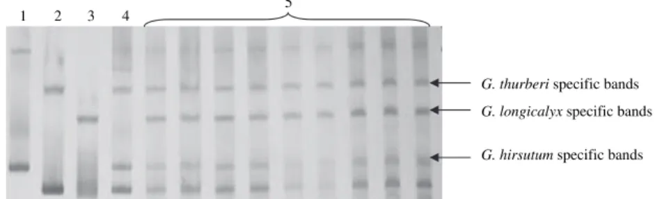 Fig. 2: SSR electrophoresis profile of the primer BNL 4030 showing the triple species character of the hybrid [(G