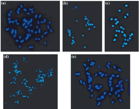 Fig. 3: Chromosomal configurat- configurat-ion at somatic metaphase: (a) 52 chromosomes ofG