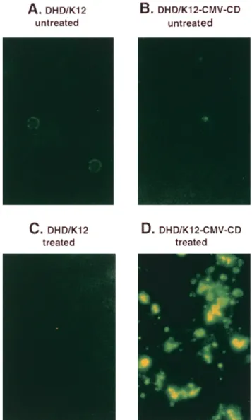 Figure 2. Cytotoxic effect of 5-FC on DHD/K12 CD ⫹ cells in vitro. A: