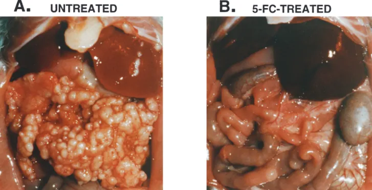 Table 1. In Vitro CD-Induced Cytotoxicity and Bystander Effect