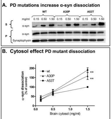 FIGURE 6. Increased dissociation of A30P and A53T ␣ -syn compared with Wt ␣ -syn. A, two familial PD-linked mutations increase ␣ -syn dissociation.