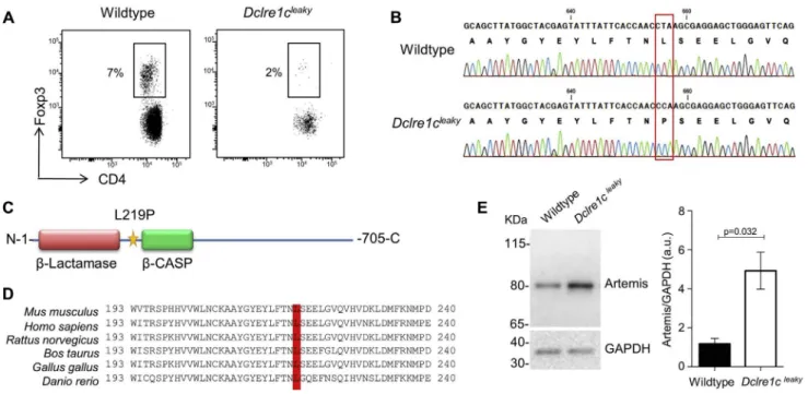 FIG 1. New point mutation identified in Dclre1c leaky mice. By using ENU mutagenesis, leaky mice with a point mutation in ARTEMIS were identified