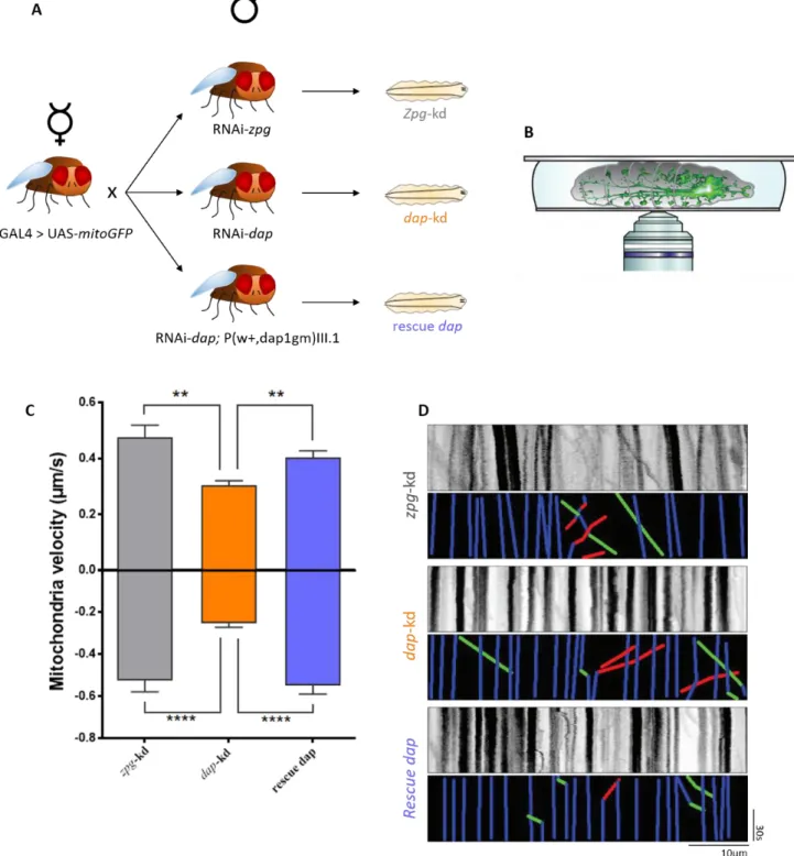 Figure 3.1: dacapo knockdown slows down mitochondria transport in vivo 