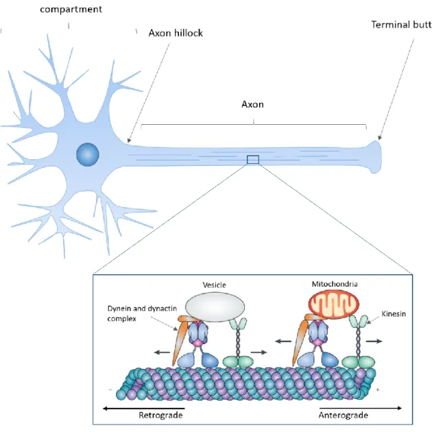 Figure 1.1: Axonal transport overview (adapted from Millecamps &amp; Julien 2013) 