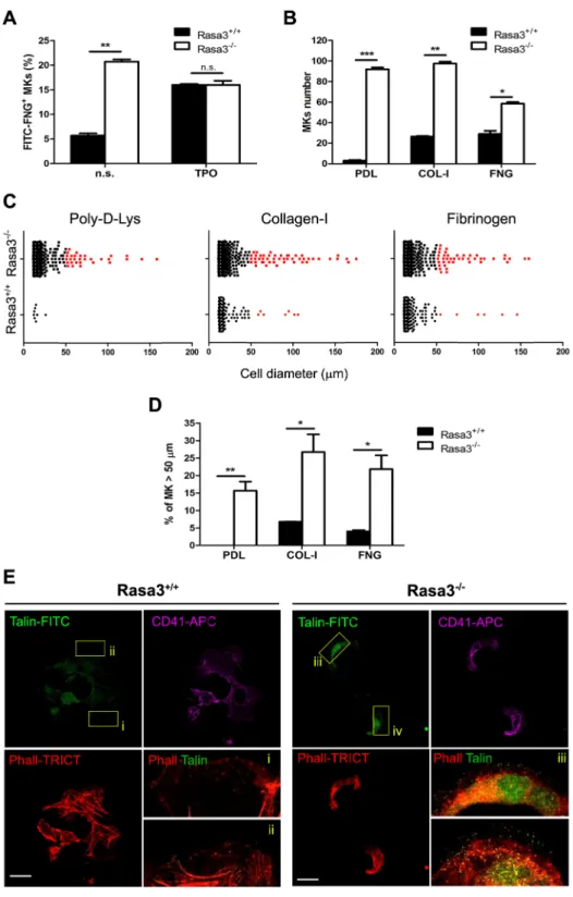 Figure 5. Altered inside-out and outside-in integrin signaling in Rasa3 2/2 megakaryocytes