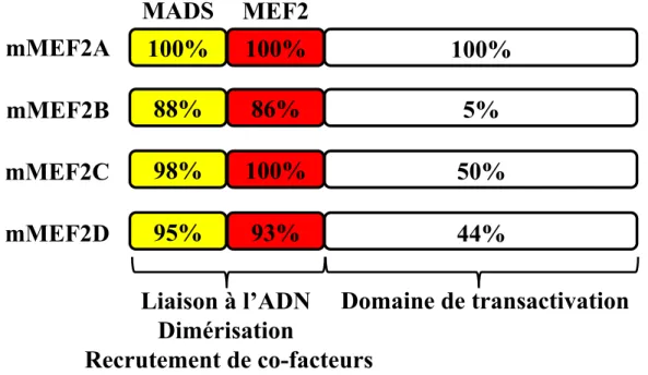 Figure  1.7. L’homologie  de  structure  des  facteurs  MEF2.  Chez  la  souris  (Mus  musculus), les facteurs MEF2A, 2B, 2C, et 2D sont constitués de trois régions distinctes  myocyte enhancer factor 2 (MEF2), MCM1, agamous, deficiens, SRF (MADS) qui serv