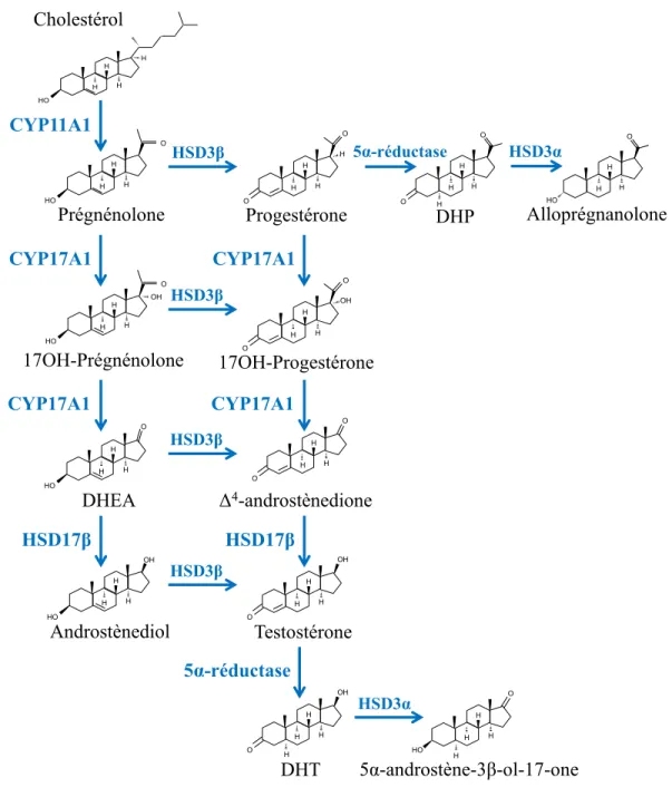 Figure  1.3. La  stéroïdogenèse  des  cellules  de  Leydig.  Dans  les  cellules  de  Leydig,  le  cholestérol  est  transformé  en  différents  intermédiaires  par  une  série  de  réactions  enzymatiques