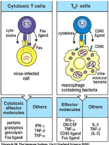 Figure  1.5 :  Activation  des  lymphocytes  cytotoxiques  et  inflammatoires  en  cellules effectrices et les molécules impliqués dans l’élimination du pathogène lors de la  réponse cellulaire