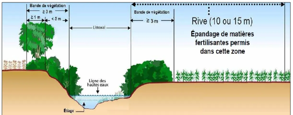 Figure 5. Bande de végétation minimale à conserver en bordure des cours d’eau en milieu  agricole 