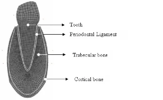 Figure 3 : Geometry and mesh  E tooth ≈ 20 GPa , ν tooth = 0 . 3 , E pdl = 0 . 6 MPa , ν pdl = 0 