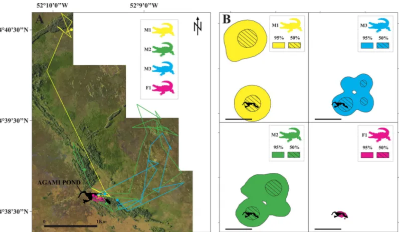 Fig 6. Movement patterns of the four black caimans fitted with Argos satellite transmitters