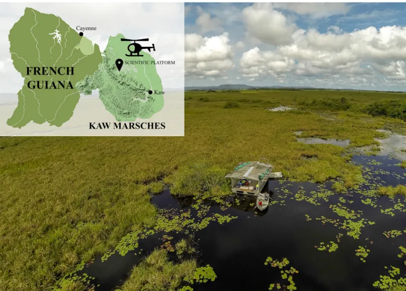 Fig 1. Study site and scientific platform. Location of the Kaw Marshes within French Guiana and picture of the scientific platform (6 x 4 meters) with its two metal boats.