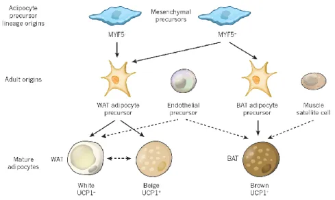 Figure 2-3 : Origines des adipocytes blanc, beige et brun  Tirée de Peirce, Carobbio et al