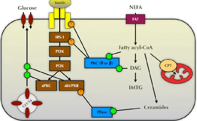 Figure 2-4 : Conséquence de l’accumulation des lipides intramyocellulaires sur la cascade de réactions à l’insuline