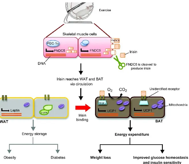 Figure 2-6  : Présentation de l’irisine, sa sécrétion dans le muscle squelettique et son action sur l’adipocyte blanc   Adaptée de Castillo-Quan (2012)  Creative Commons Attribution by-nc-sa/3.0, Published by The Company of Biologists Ltd 